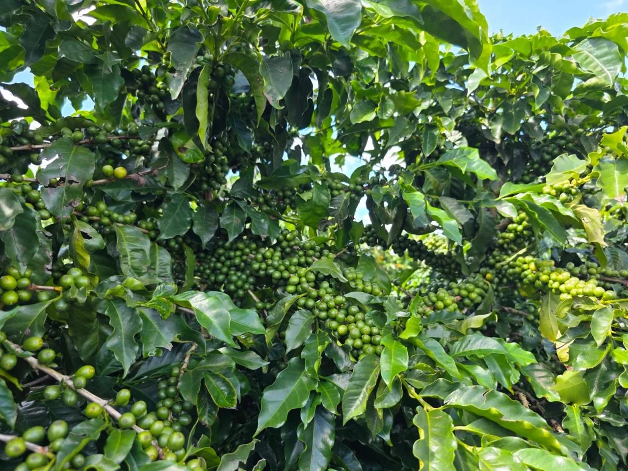 Folhas e frutos verdes do café na lavoura