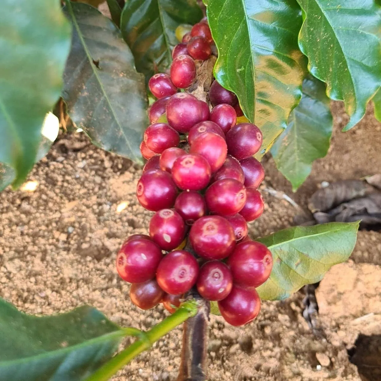 Cerejas de café maduras, vermelhas, no cafeeiro