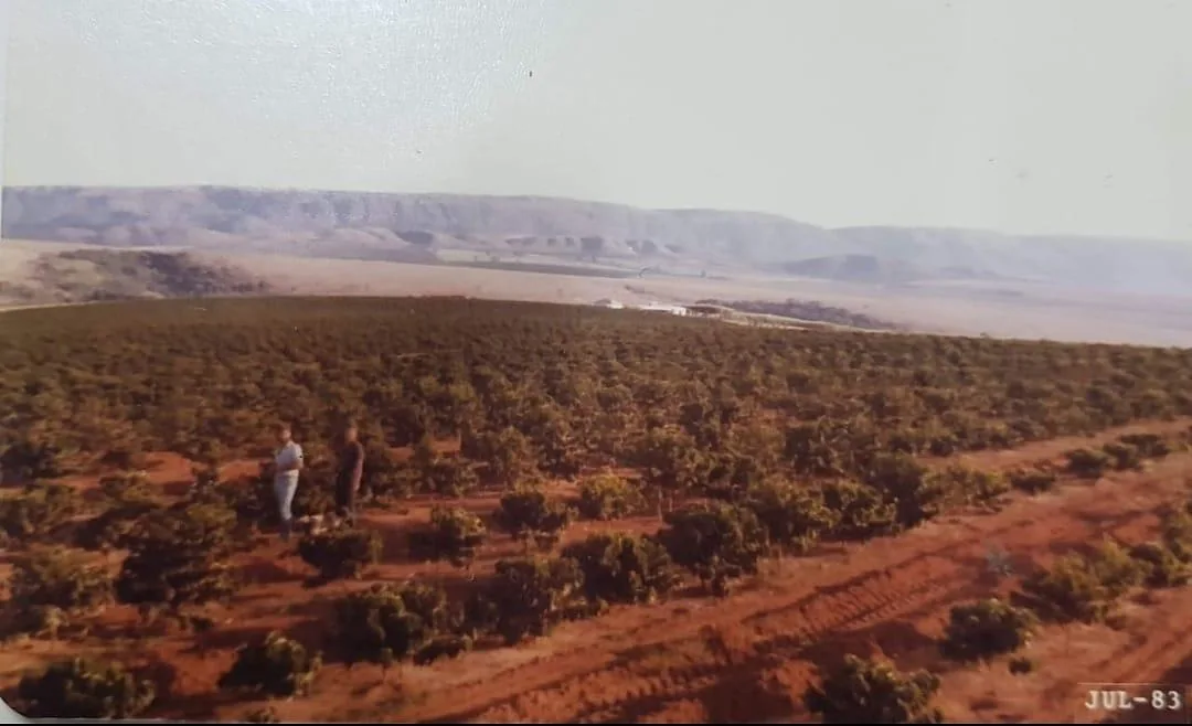 Registro histórico dos primeiros anos da plantação no Cerrado