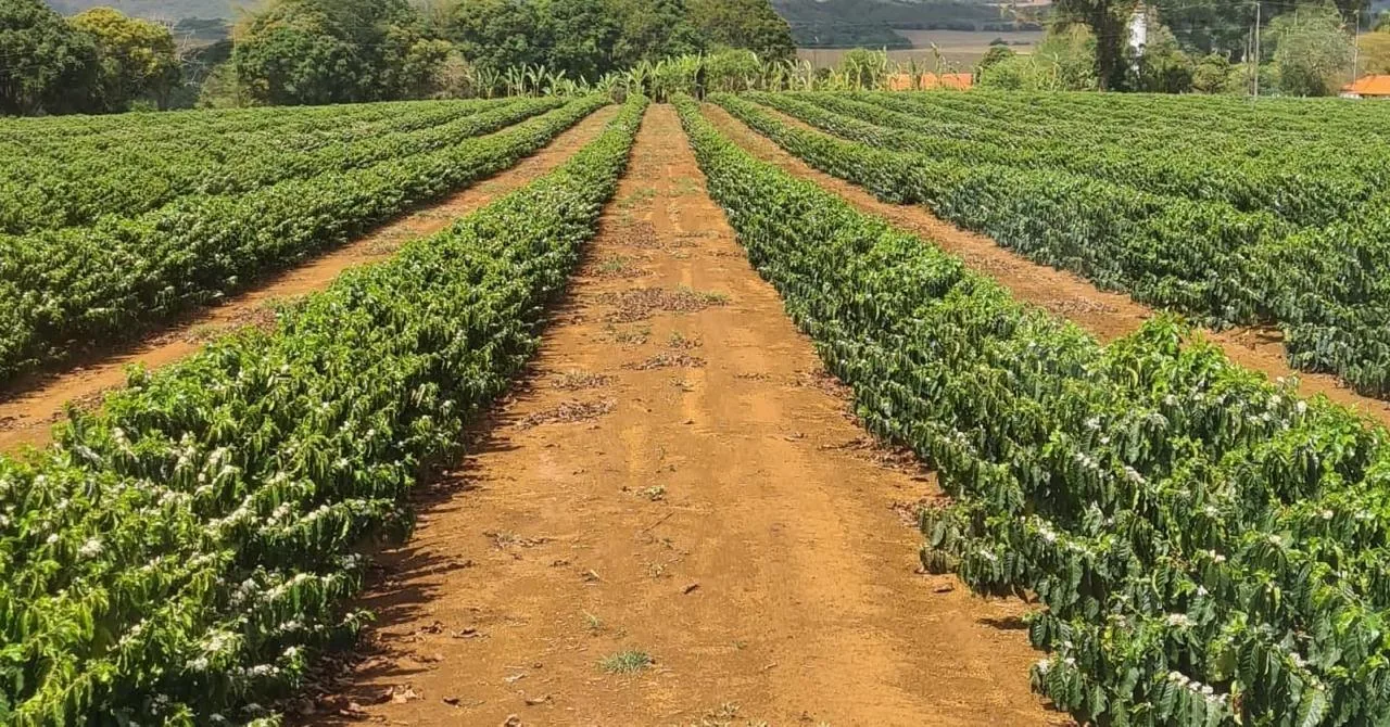 Fileiras longas e alinhadas do café entre folhas verdes