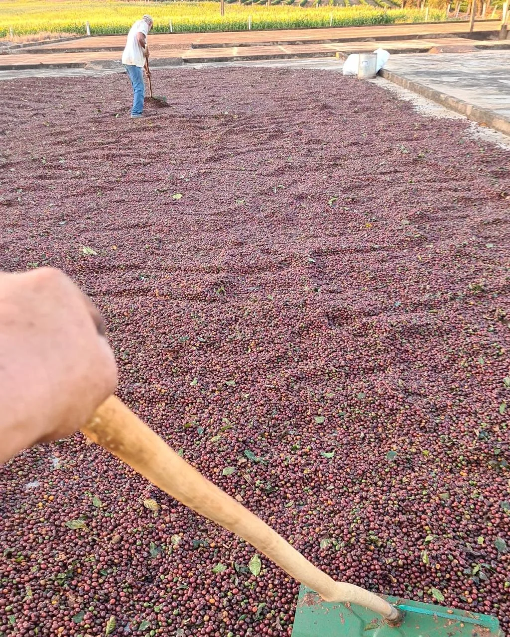 Secagem e manejo dos grãos de café no terreiro