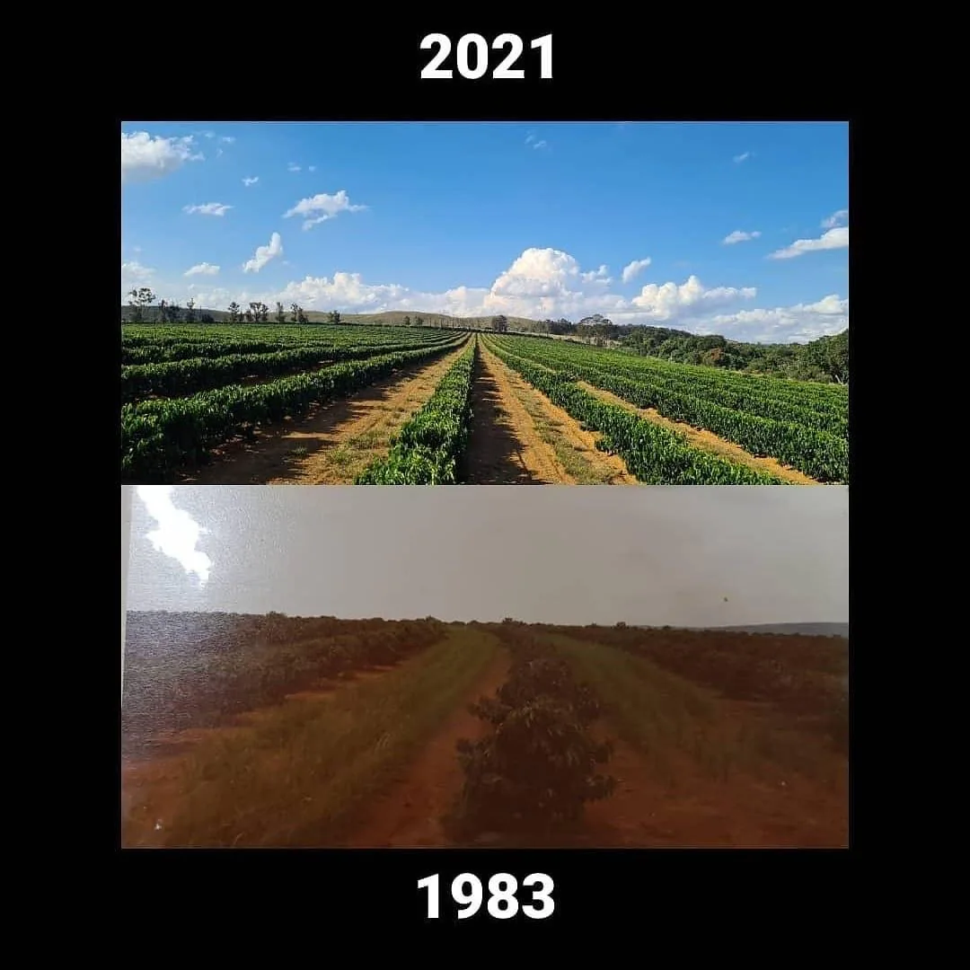 Comparativo histórico do cafezal em 1983 e 2021, fornecido pela fazenda